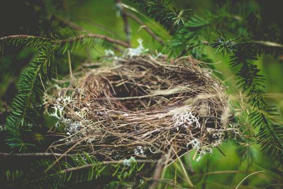 Leeres Nest