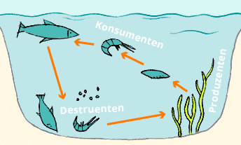 Ein Schaubild in einem Text wiedergeben